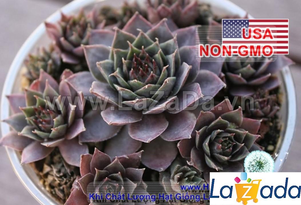 5h Hạt Giống Sen Đá Mỹ Mix Mini (TLB2| -KD: B20*V34)