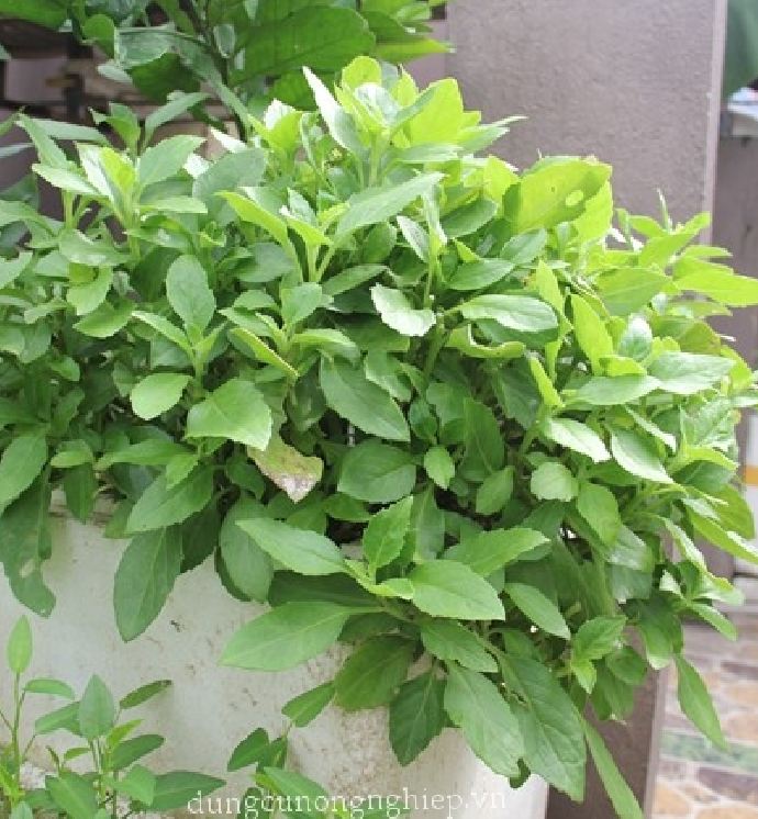 Hạt giống rau dền xanh -gói 20 gram(tặng kèm phân bón)