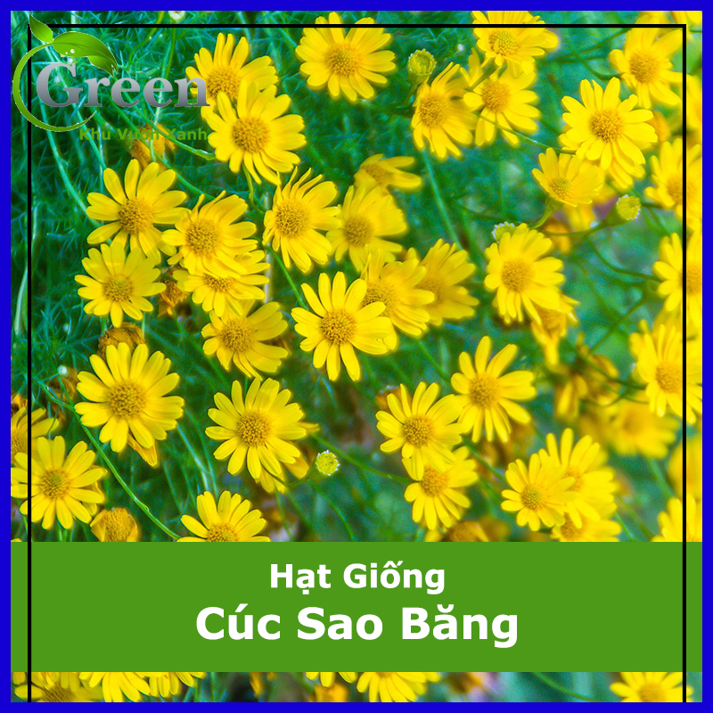 Hạt giống hoa cúc sao băng xuất xứ hà lan