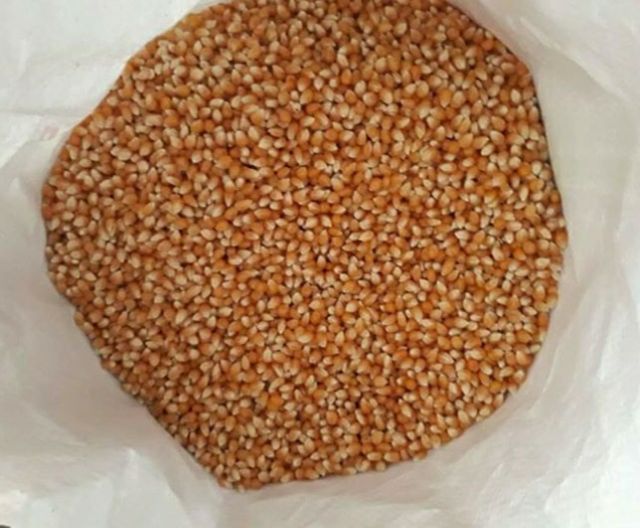 { 1KG } BẮP MỸ LÀM BẮP RANG BƠ