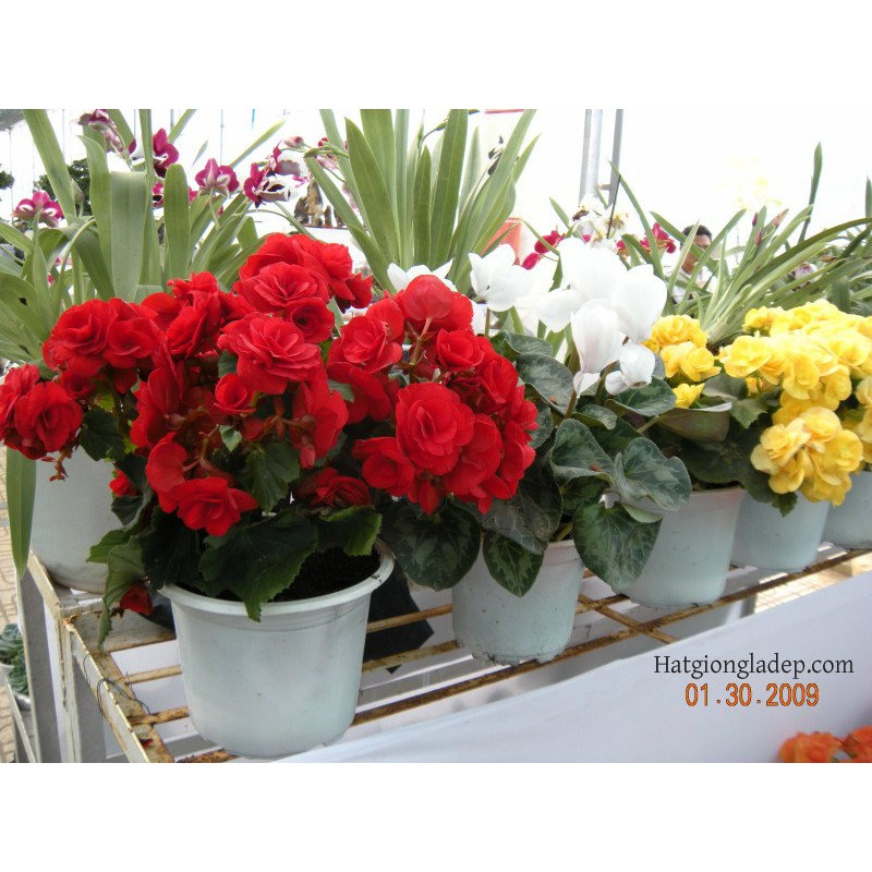 Hạt Giống Hoa Thu Hải Đường Kép Mix - 5 Hạt