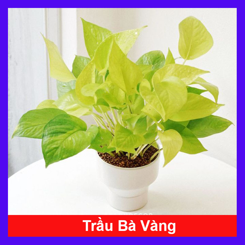 Cây trầu bà vàng - Cây cảnh để bàn
