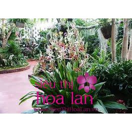 củ lan giống hạc đỉnh nâu tây bắc