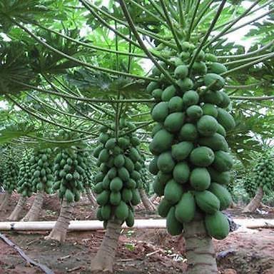 MJ293 Hạt giống Đu Đủ Lùn 5 Hạt