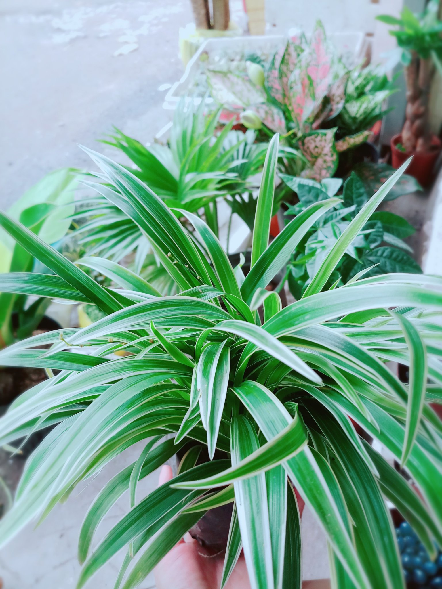 Chậu lan cỏ chi