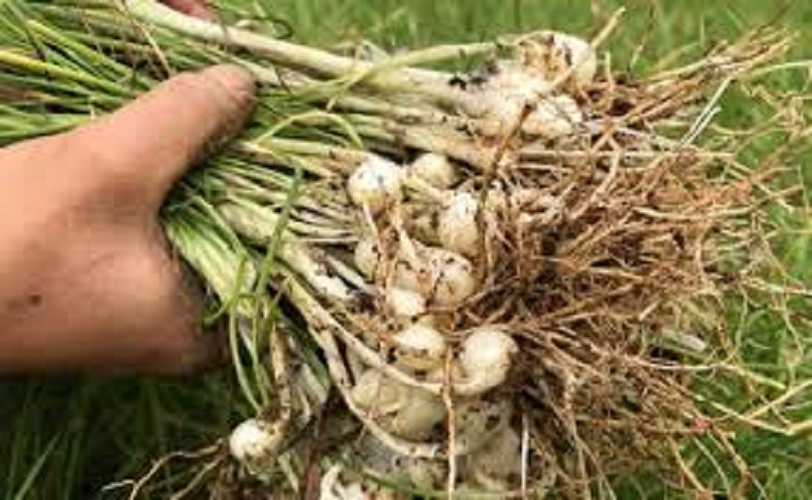 HÀNH TĂM XỨ NGHỆ (CỦ NÉN) 1KG