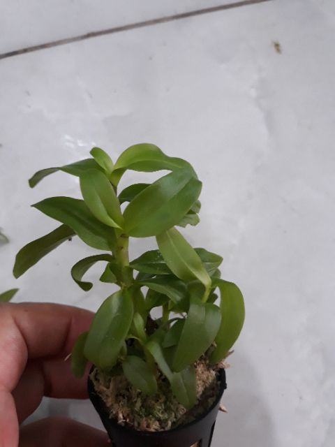 Com bo 3 cốc hoa phong lan - 5ct họng tím