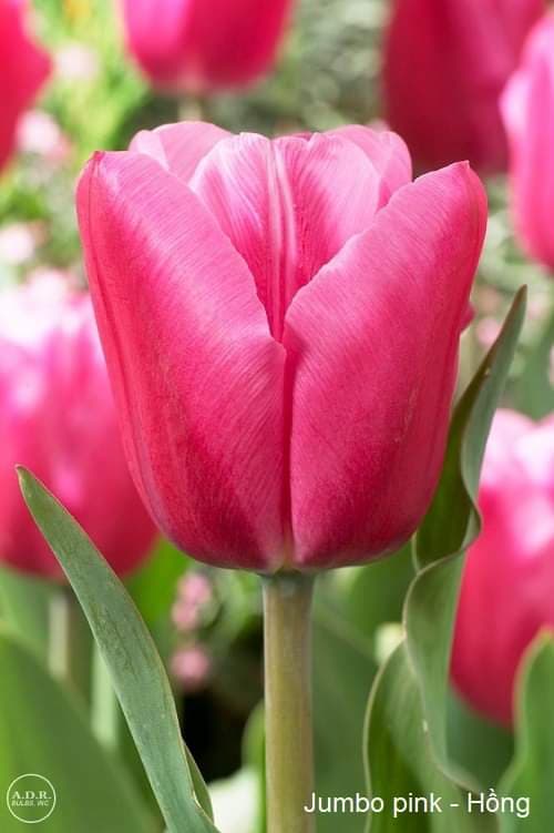 Set 5 củ hoa tulip mix 5 màu  ( 5 màu  đỏ , vàng , cam,tím sọc , trắng đỏ lửa )