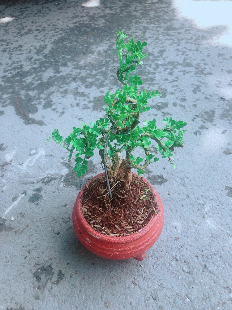 [HCM]Chậu Cây Cần Thăng