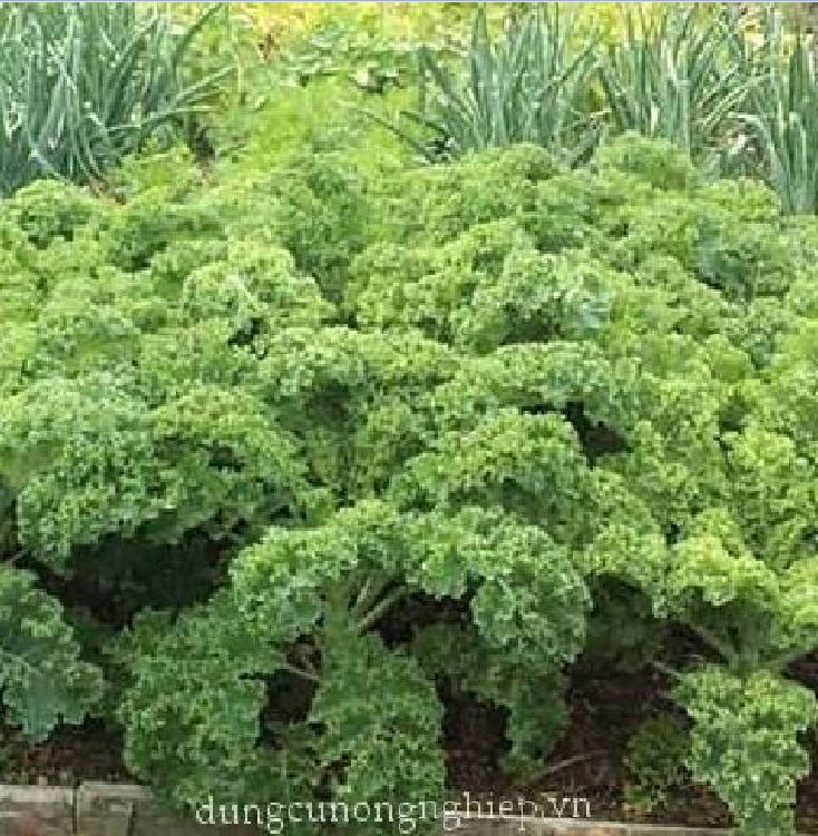 Hạt giống rau cải xoăn xanh- cải xoăn xanh Kale - gói 20 hạt