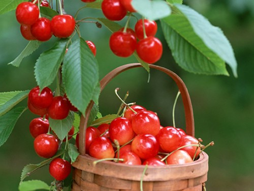 "Gói 10 "Hạt giống Cây Ăn Trái Cherry Đỏ [Seeds]