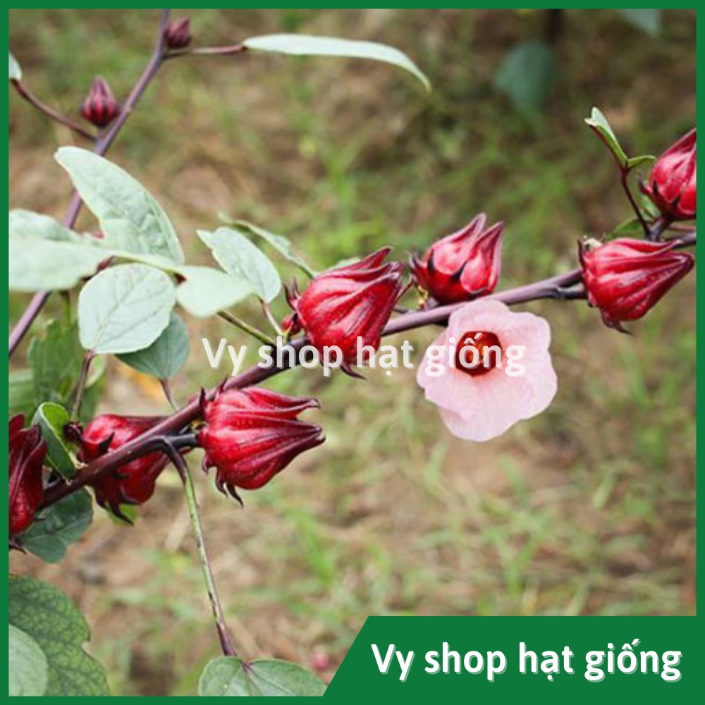 Hạt giống bụp giấm (atiso đỏ) gói 230 hạt