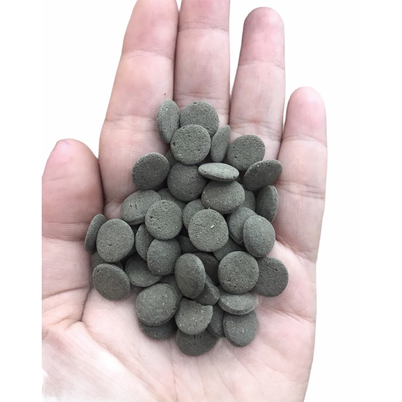 Thức ăn cho cá chuột, pleco tầng đáy chuyên dụng - cá khoẻ, háu ăn