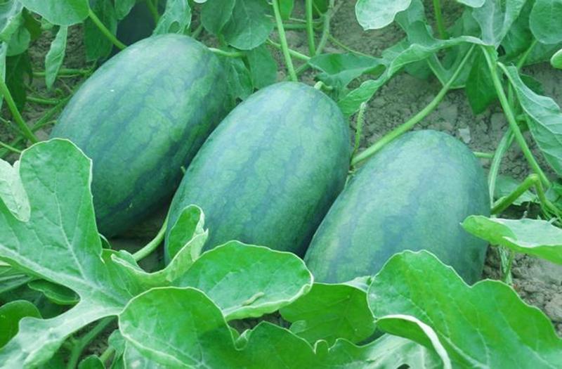 Gói 1g hạt giống dưa hấu F1