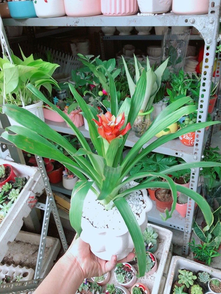 Chậu Phong Lộc Hoa Chậu Sứ