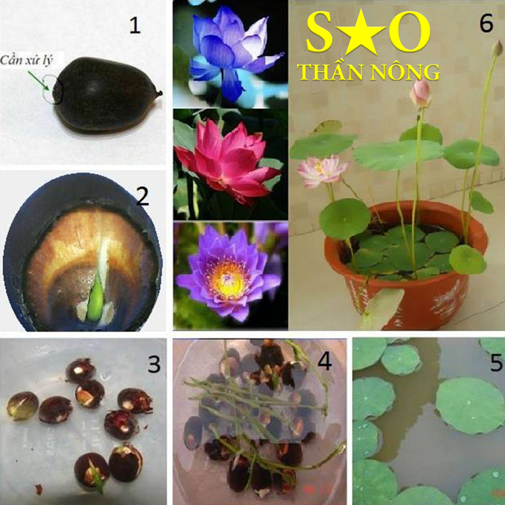 Hạt giống Sen Nhật mini - 5 hạt, nhiều màu