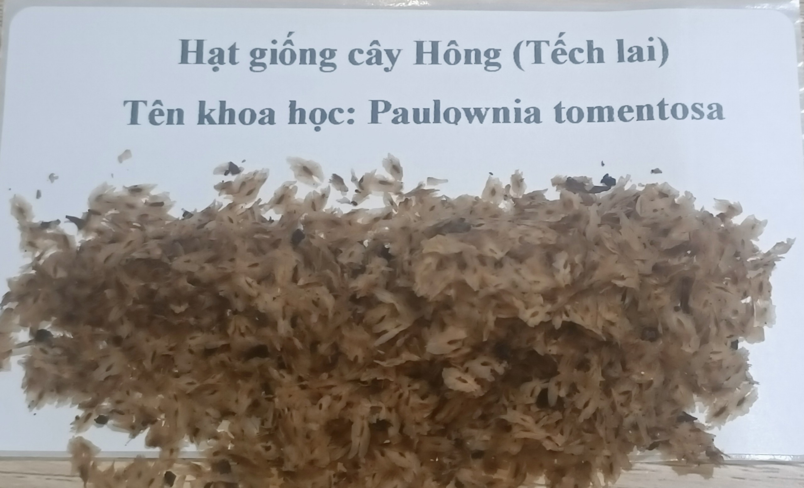 Hạt giống cây hông, tếch lai