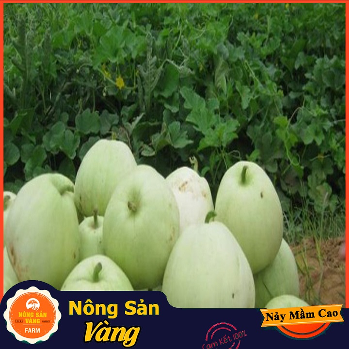 Rich in nutritious value super sweet melon seeds (15-pack)-shallow yellow product