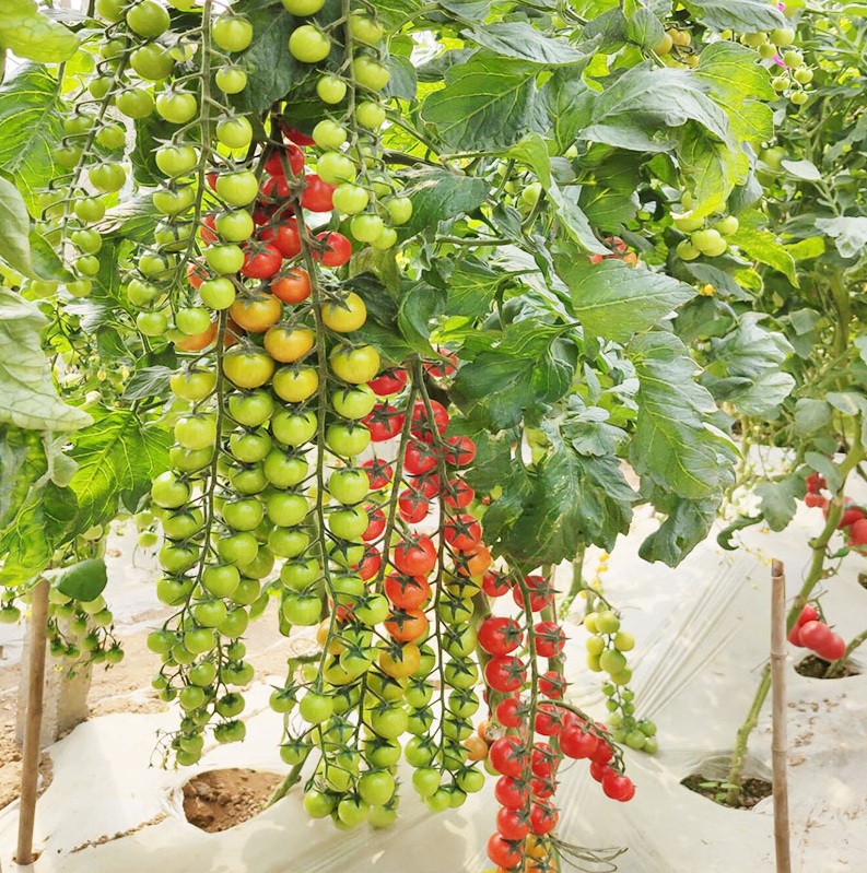 Hạt giống cà chua bi dây quả đỏ - ( 30 hạt/gói )