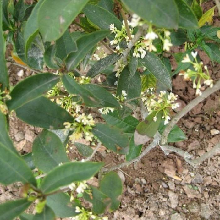 [Mới] - Hạt giống hoa mộc  giá rẻ