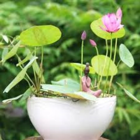 Hạt Giống Sen Bát Loại Siêu Tốt. Túi 5 Hạt Giá Khuyến Mại