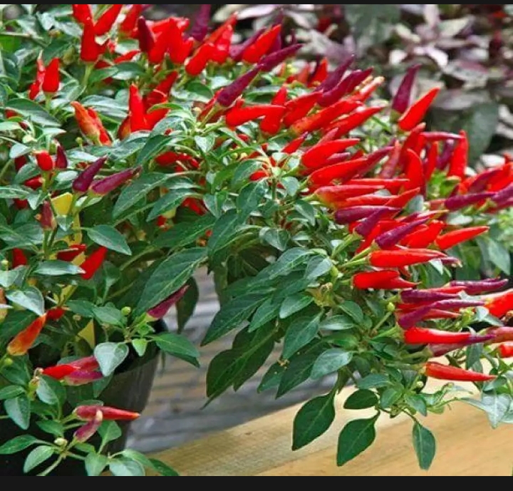 Giống ớt chỉ thiên siêu cay f1