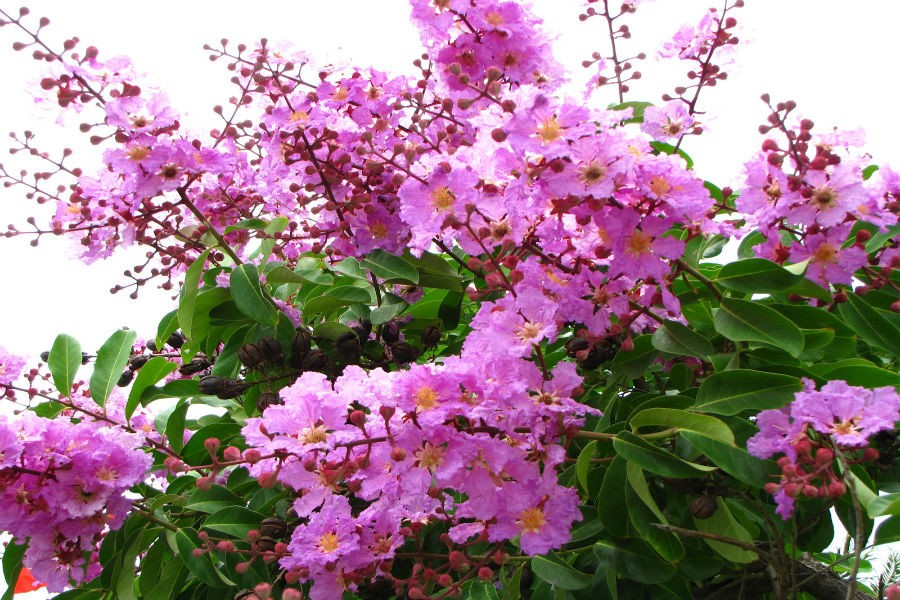 Hạt Giống Hoa Bằng Lăng Tím - Gói 30 Hạt ( Tặng gói kích thích hạt nảy mầm )