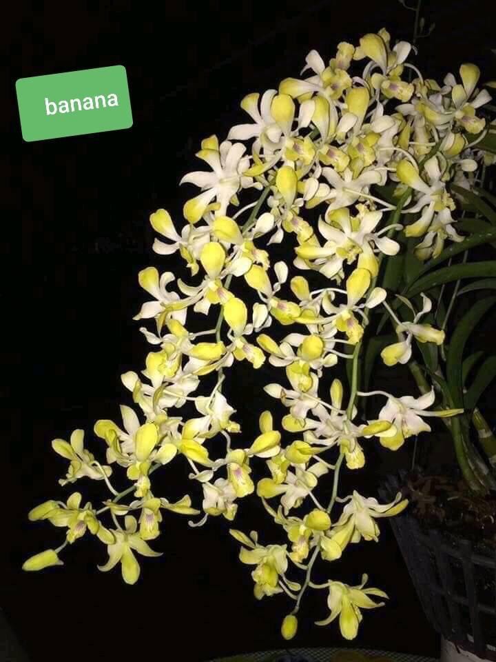 Denro nắng banana cây giống