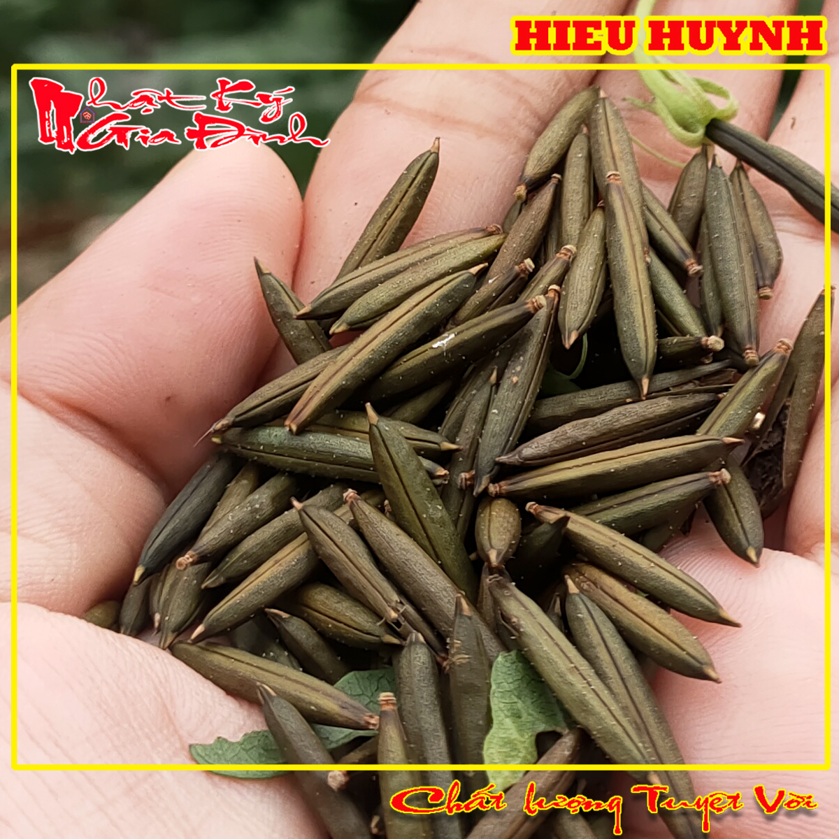 Hạt Giống 30 Trái Sâm Đất trái củ tanh tách tuổi thơ (Cây Sâm Đất)