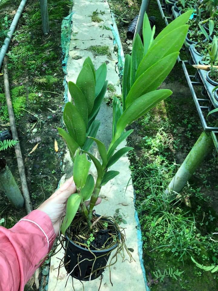 Hoa lan denro rồng xanh