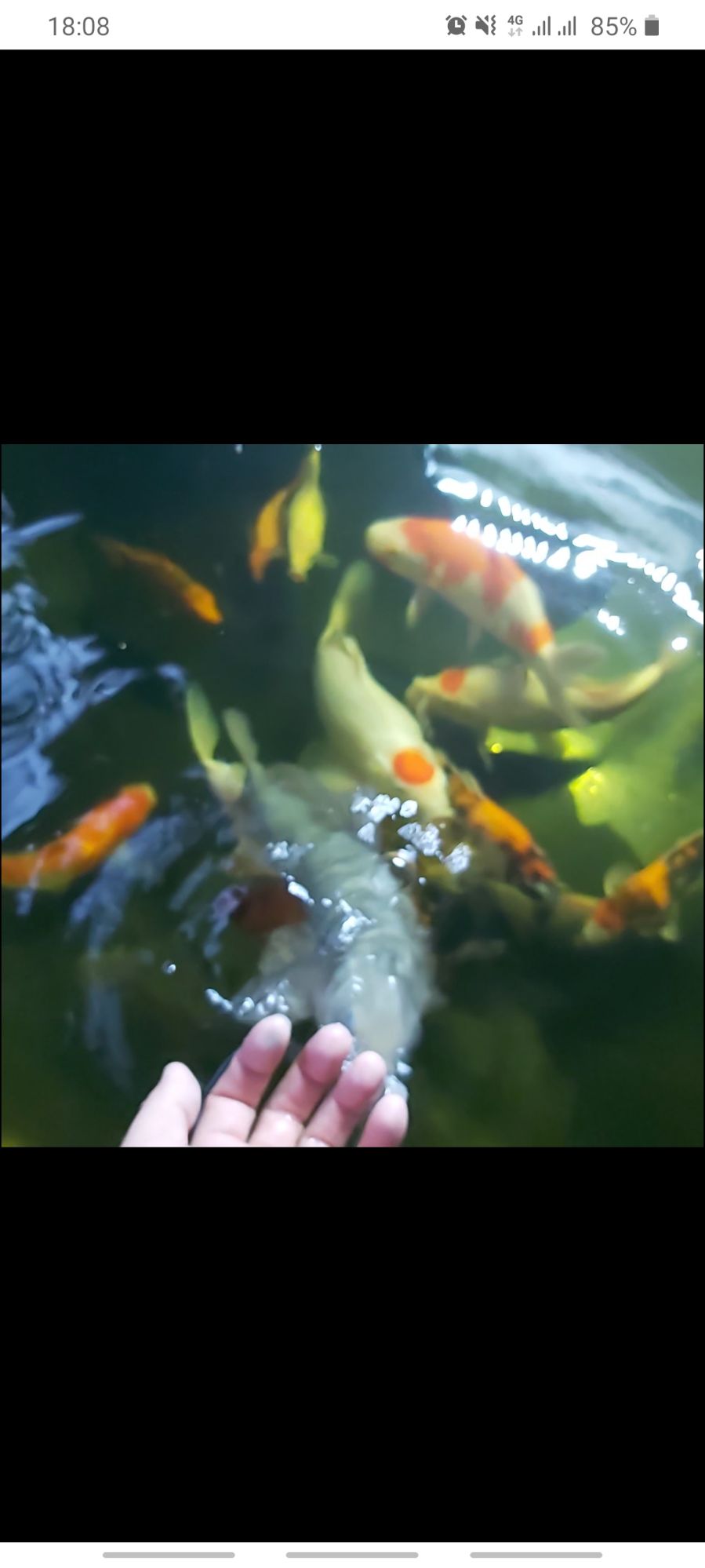 [HCM]VI SINH HỒ CÁ BB KOI