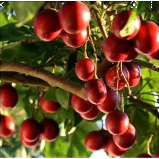 Cây giống cà chua thân gỗ gfjfgj