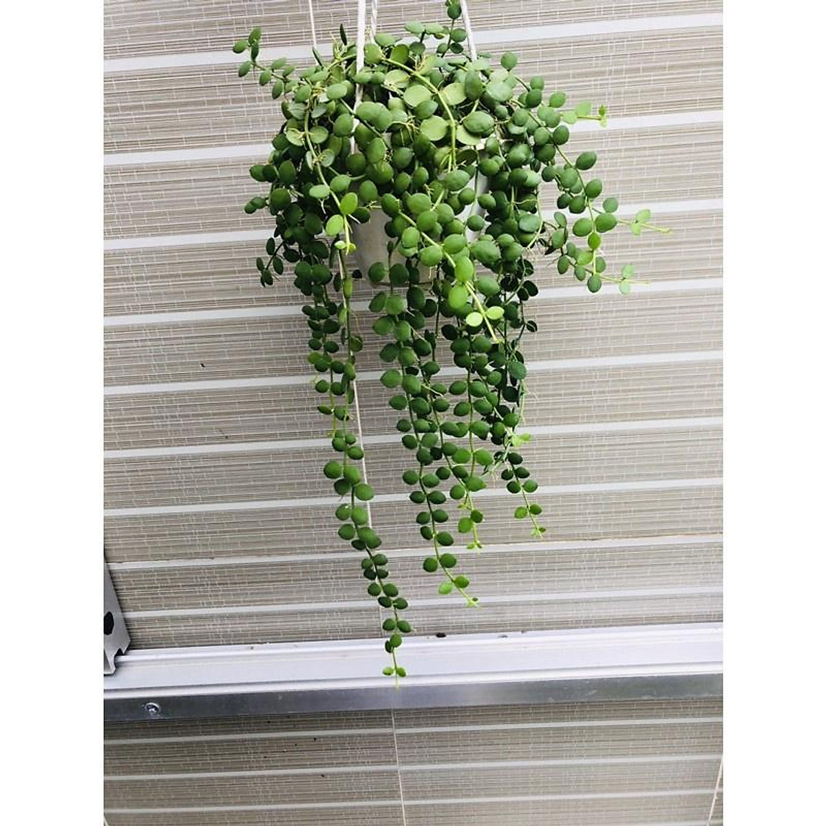 Lan Cúc Áo Mua 3 tặng 1 cây bất kì