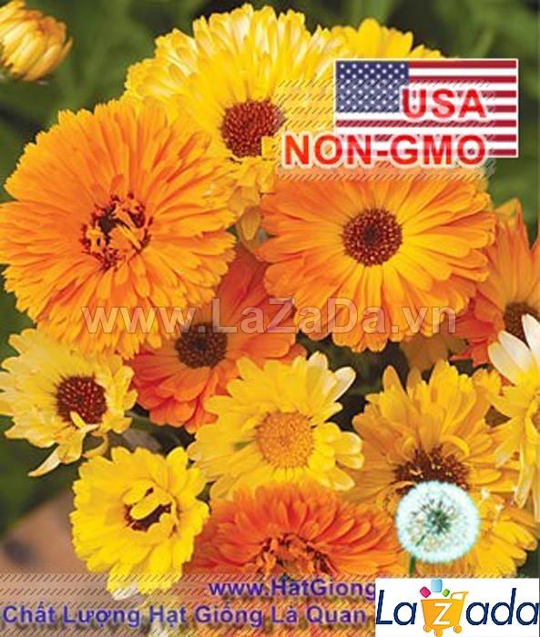 100h Hạt Giống Hoa Cúc Su Si Lùn Mix 30cm (C3.204| -KD: B10*V21*M305)