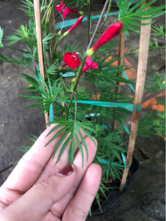 Cây tóc tiên lá lớn giống mới