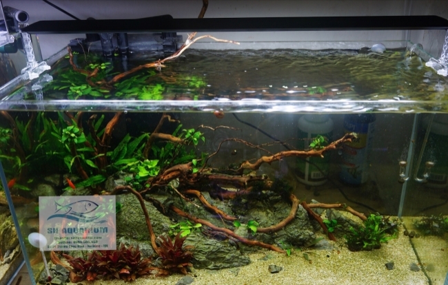 [HOÀN TIỀN 10%]ĐÈN CHIHIROS A VER2 45CM