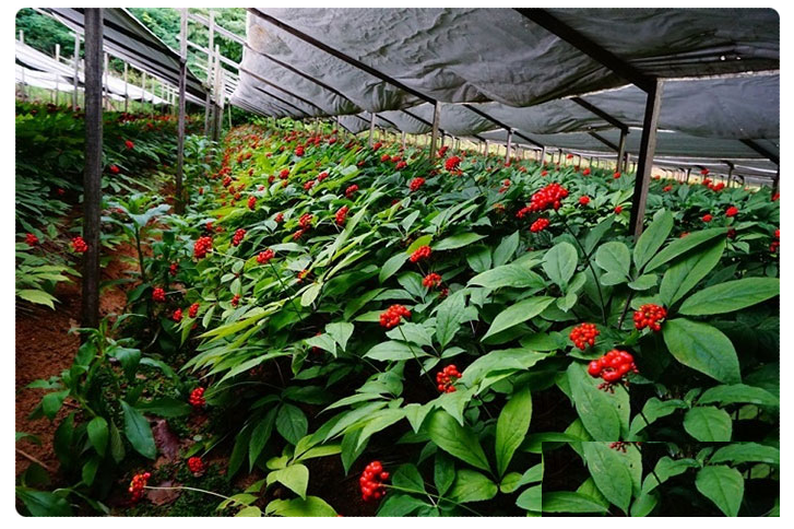 Hạt giống nhân sâm Hàn Quốc KNS - Gói 5 hạt