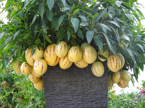Hạt giống dưa pepino ( tặng phân bón kích mầm ).