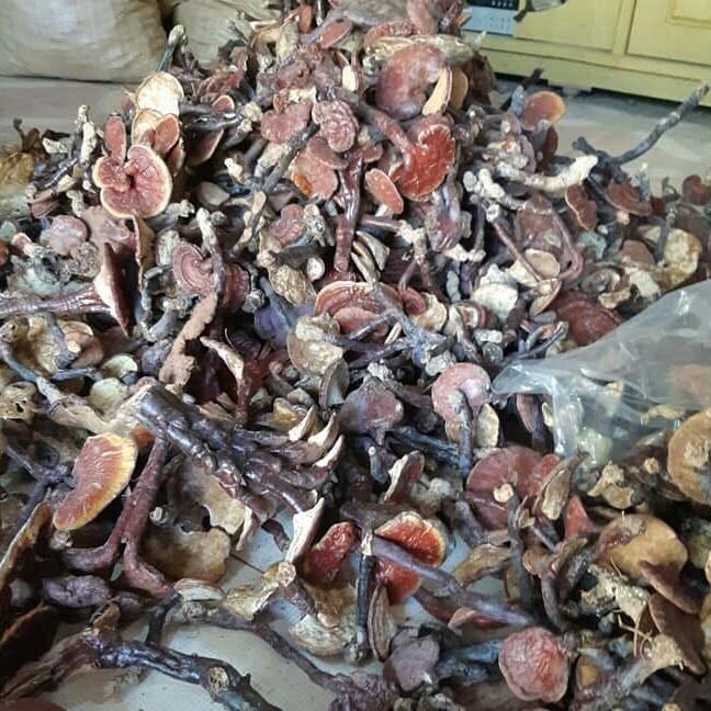 1kg nấm lim xanh