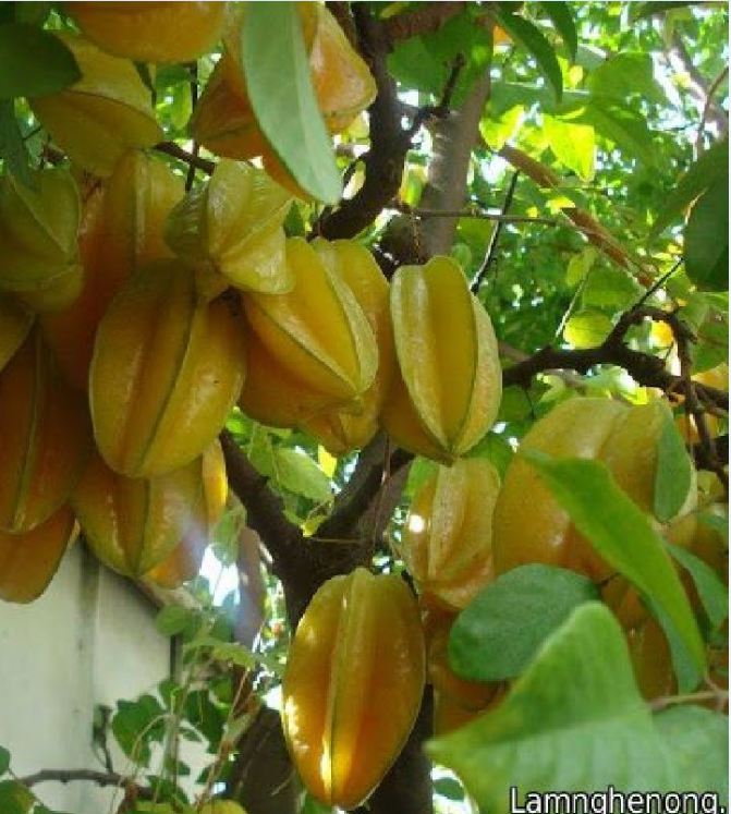 Hạt Giống Khế NGọt Siêu Quả - gói 5 hạt