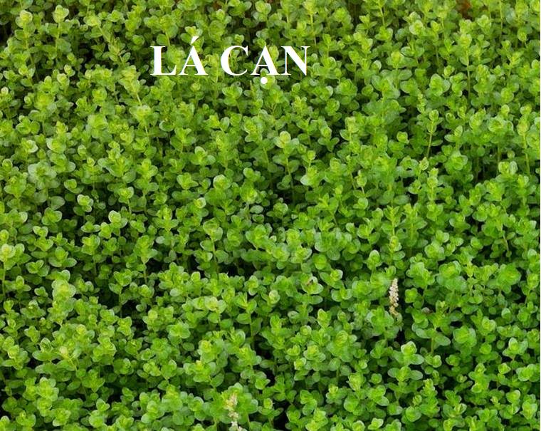 COMBO 20 Ngọn Cây Thủy Sinh Cắt Cắm Rotala Xanh (Vẩy Ốc Xanh)