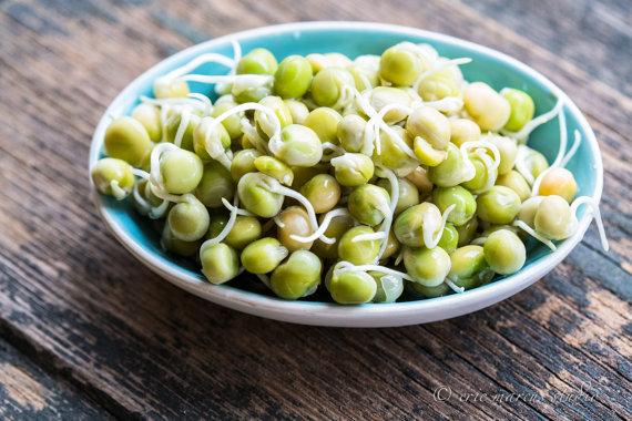 Gói 100g hạt giống rau mầm đậu hà lan - thế giới rau mầm