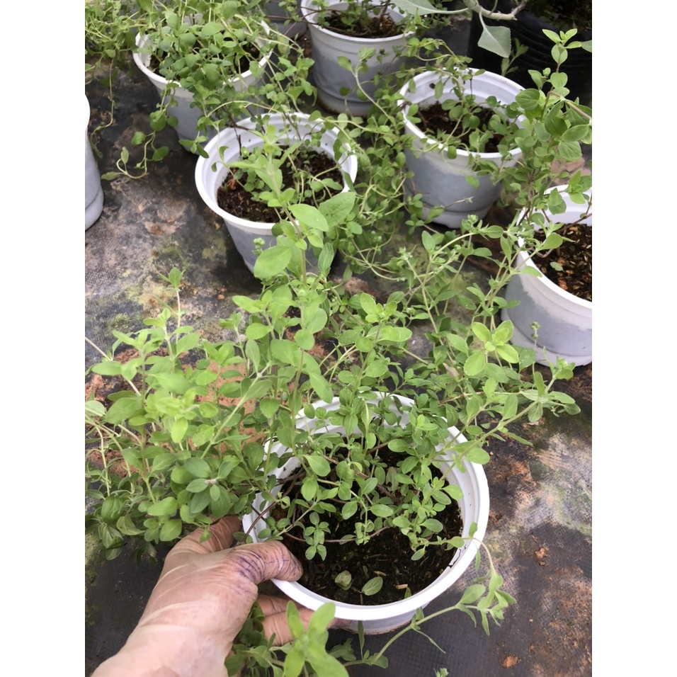 Cây Giống Sweet Marjoram - Kinh Giới Ngọt
