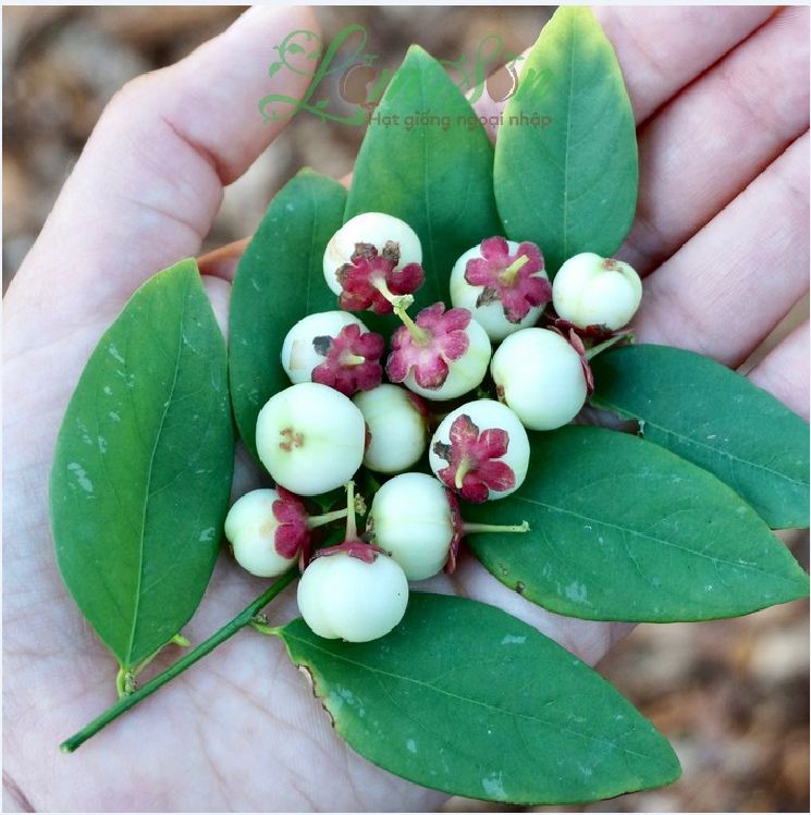 Hạt Giống Rau Ngót ( Bồ Ngót F1 ) - gói 1gram - VTNN2
