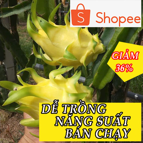 2 CÂY GIỐNG THANH LONG VÀNG THÁI ( ĐỄ TRỒNG HIẾM LẠ)