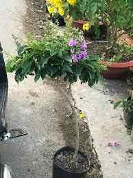 Cây bằng lăng thái cây đẹp giống chuẩn