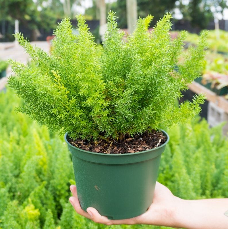 Hạt giống cây tùng đuôi chồn trúc thiên môn - cây dương xỉ măng tây