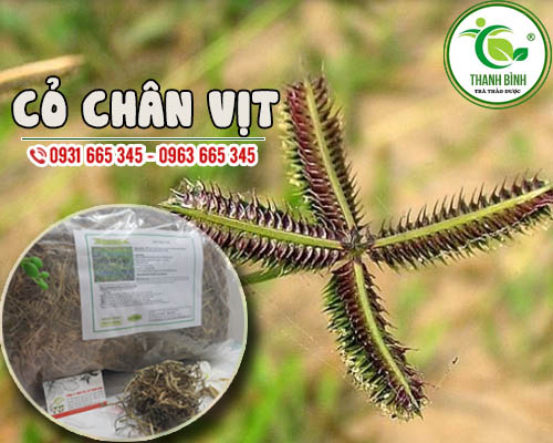 Cỏ Chân Vịt Khô 1KG - Thảo Dược Thanh Bình