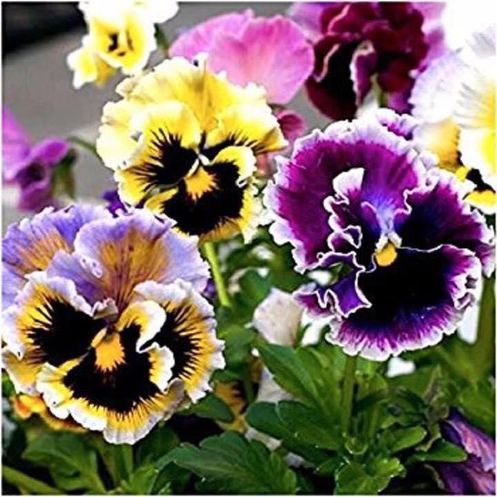 Hạt Giống Hoa Pansy Mix Nhiều Màu (0.03gr)
