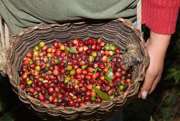 100% pure coffee (raw) bag 250gr